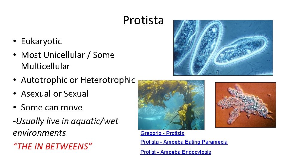 Protista • Eukaryotic • Most Unicellular / Some Multicellular • Autotrophic or Heterotrophic •