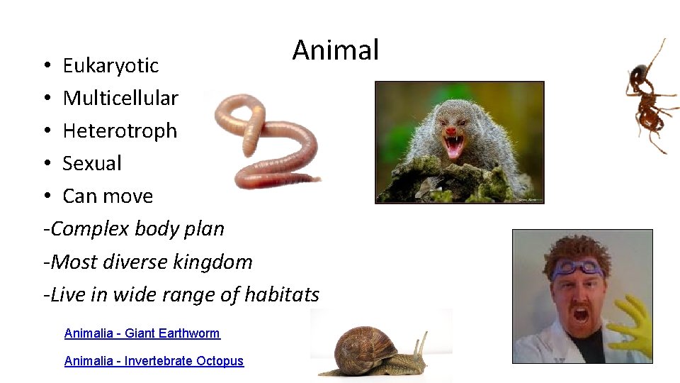 Animal • Eukaryotic • Multicellular • Heterotroph • Sexual • Can move -Complex body