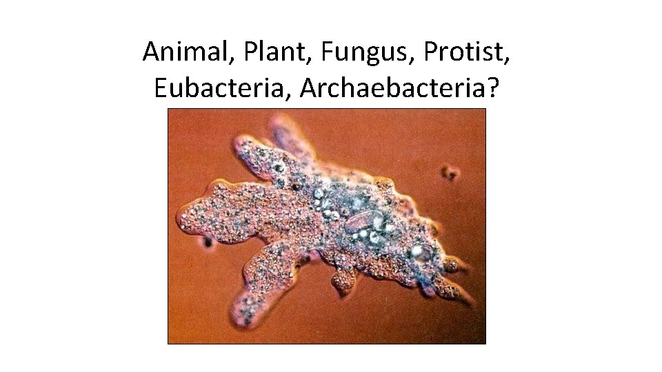 Animal, Plant, Fungus, Protist, Eubacteria, Archaebacteria? 