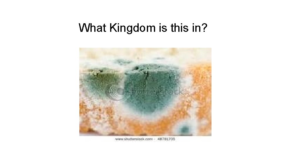 What Kingdom is this in? 