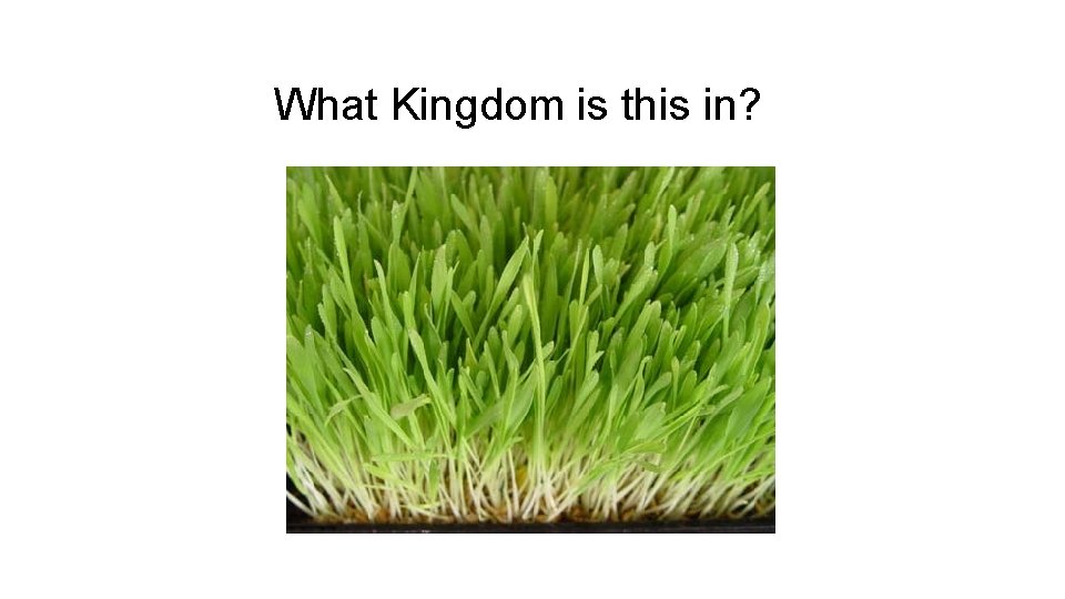 What Kingdom is this in? 