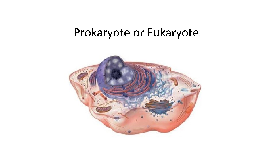 Prokaryote or Eukaryote 