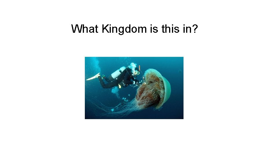 What Kingdom is this in? 