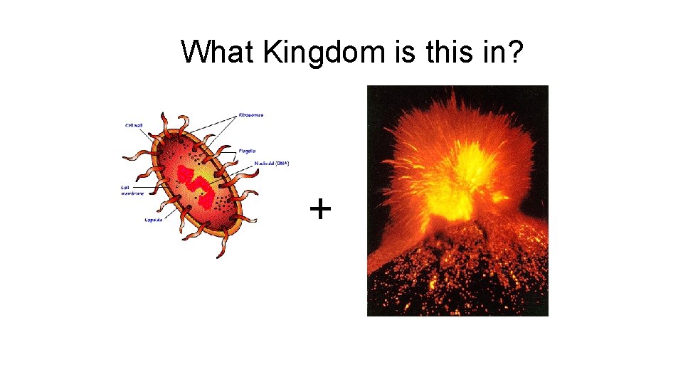 What Kingdom is this in? + 