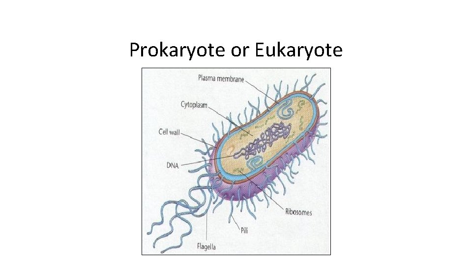 Prokaryote or Eukaryote 