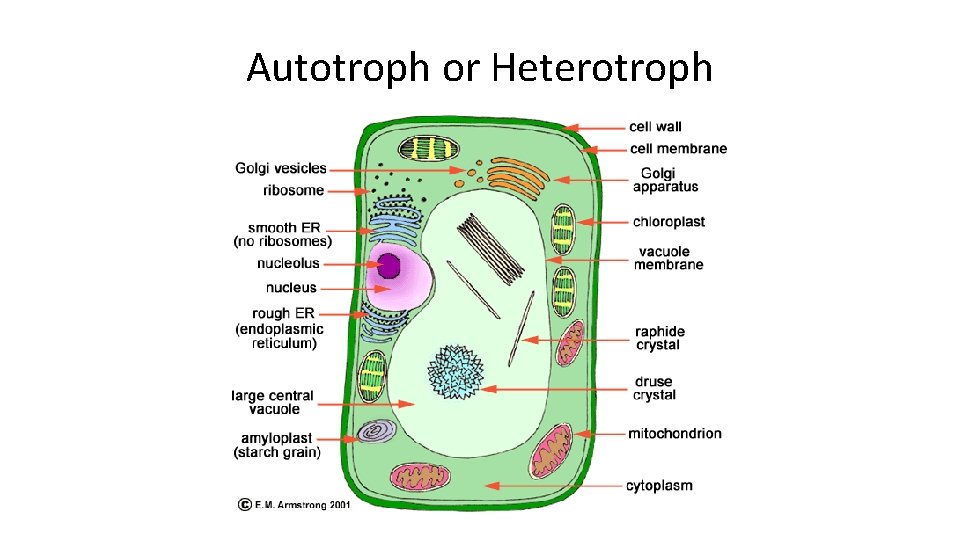 Autotroph or Heterotroph 