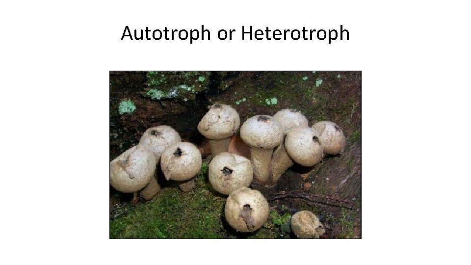 Autotroph or Heterotroph 