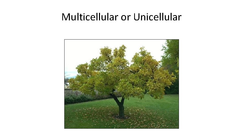 Multicellular or Unicellular 