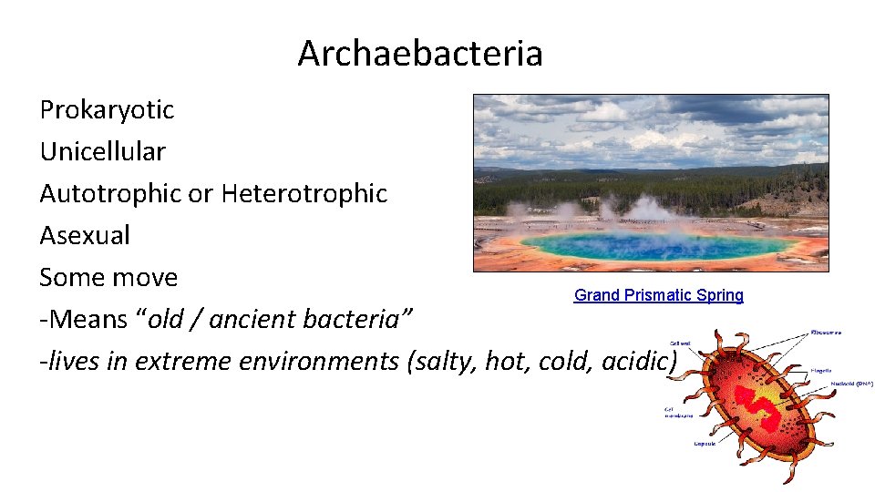 Archaebacteria Prokaryotic Unicellular Autotrophic or Heterotrophic Asexual Some move Grand Prismatic Spring -Means “old