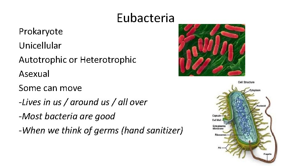 Eubacteria Prokaryote Unicellular Autotrophic or Heterotrophic Asexual Some can move -Lives in us /