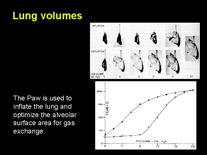 Lung volumes The Paw is used to inflate the lung and optimize the alveolar