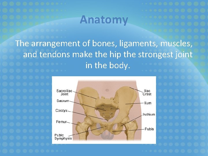 Anatomy The arrangement of bones, ligaments, muscles, and tendons make the hip the strongest