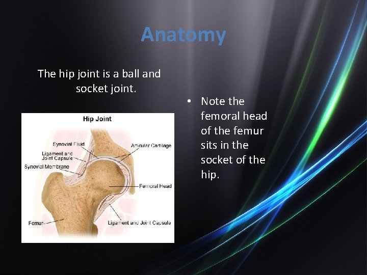 Anatomy The hip joint is a ball and socket joint. • Note the femoral