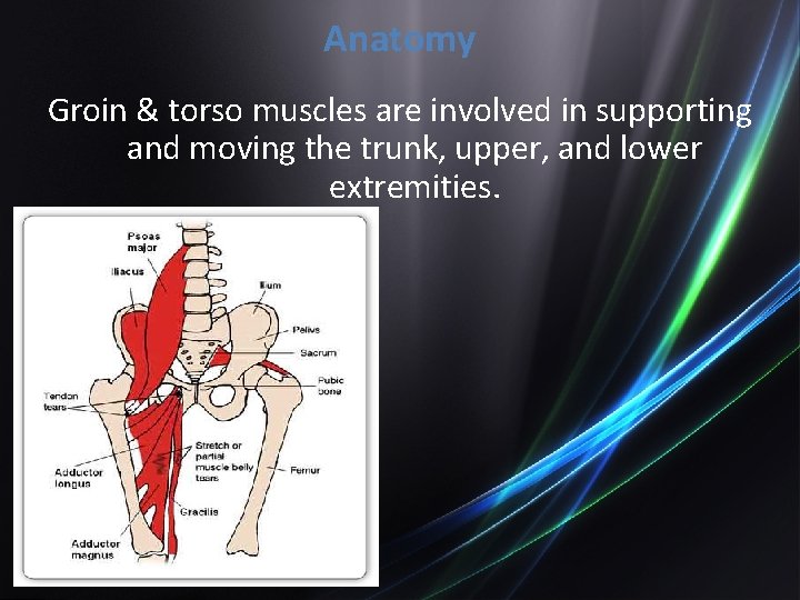 Anatomy Groin & torso muscles are involved in supporting and moving the trunk, upper,