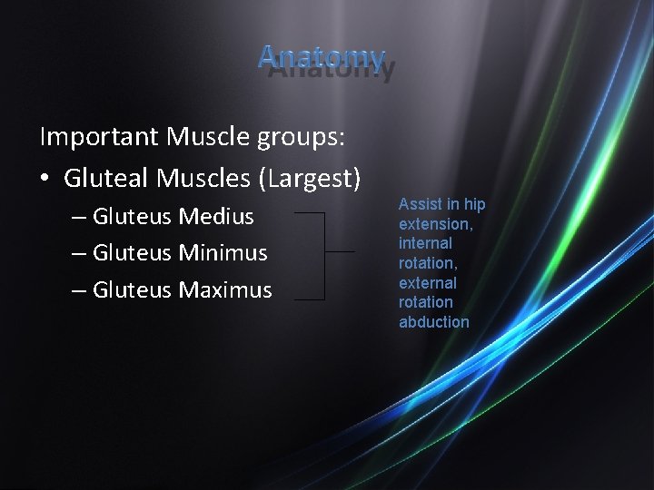 Important Muscle groups: • Gluteal Muscles (Largest) – Gluteus Medius – Gluteus Minimus –