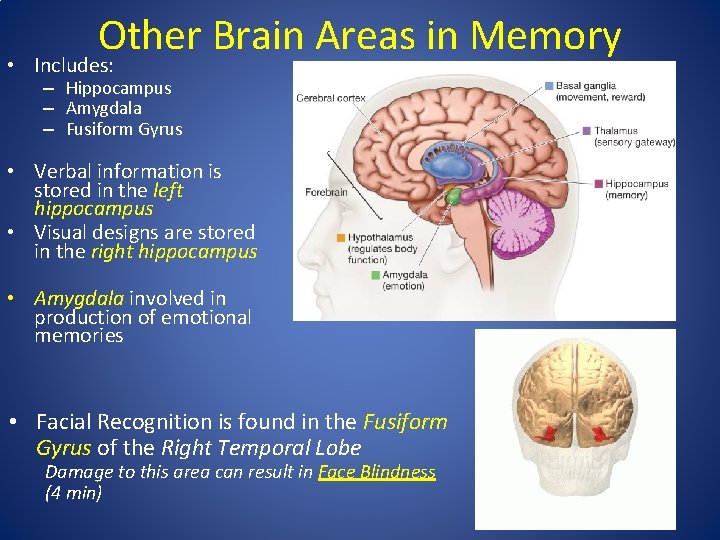 Other Brain Areas in Memory • Includes: – Hippocampus – Amygdala – Fusiform Gyrus