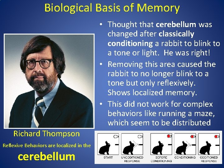 Biological Basis of Memory • Thought that cerebellum was changed after classically conditioning a