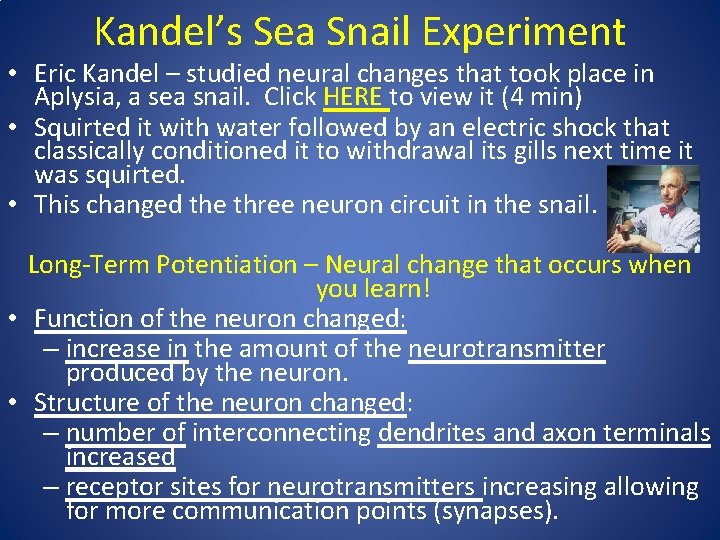 Kandel’s Sea Snail Experiment • Eric Kandel – studied neural changes that took place