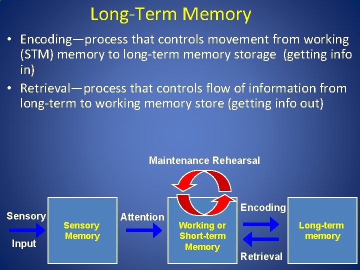 Long-Term Memory • Encoding—process that controls movement from working (STM) memory to long-term memory