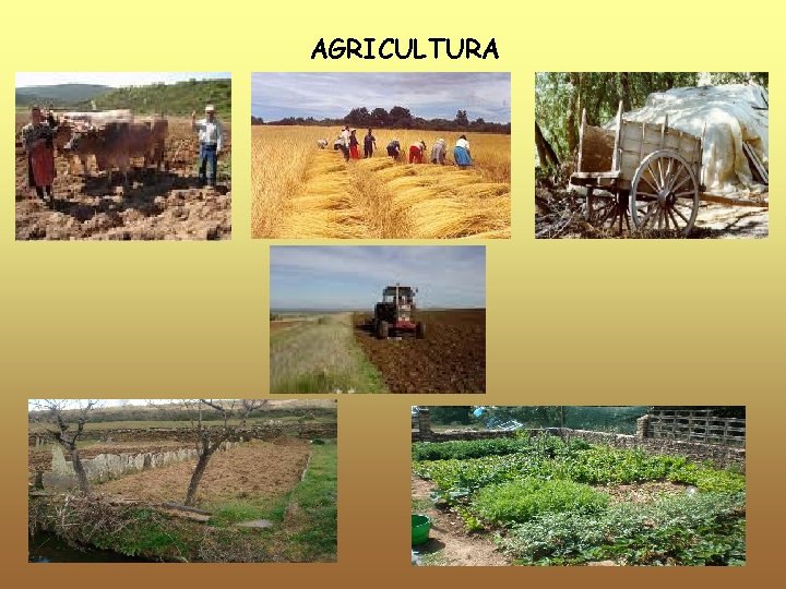 AGRICULTURA 