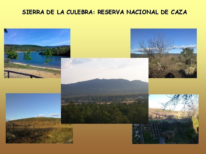 SIERRA DE LA CULEBRA: RESERVA NACIONAL DE CAZA 