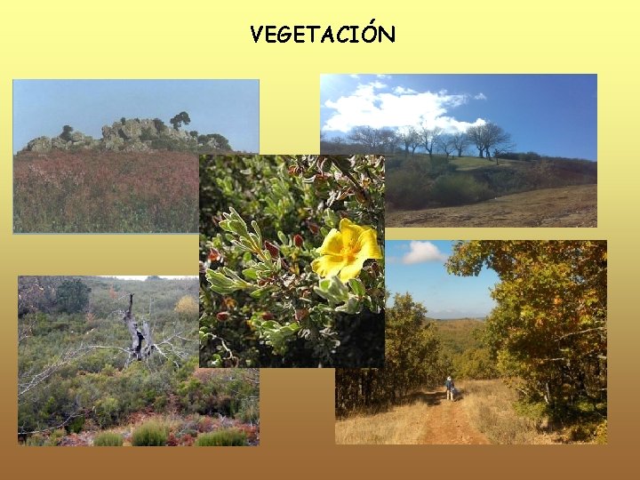 VEGETACIÓN 