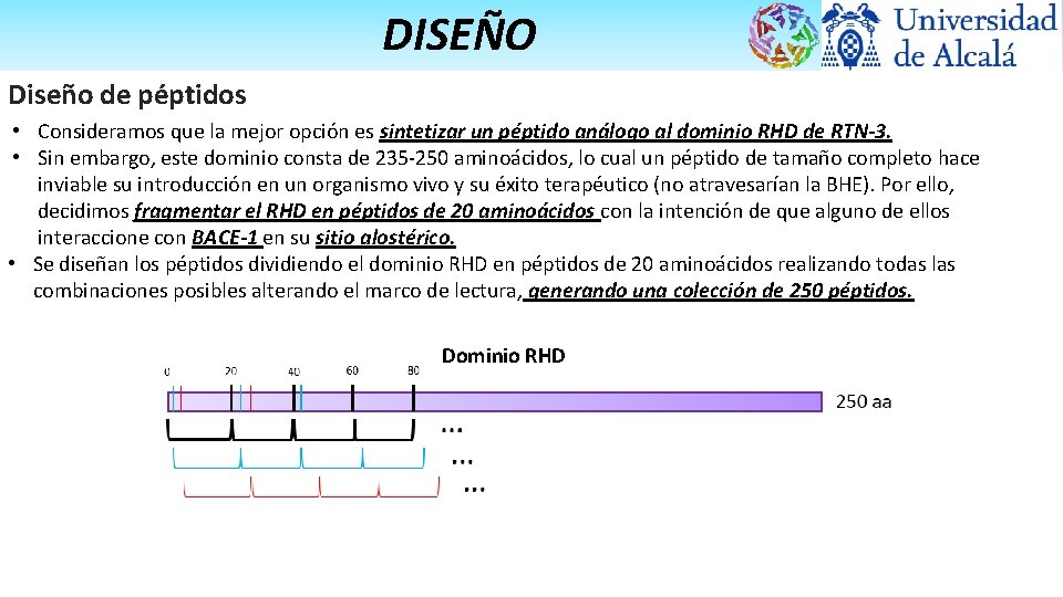 DISEÑO Diseño de péptidos • Consideramos que la mejor opción es sintetizar un péptido