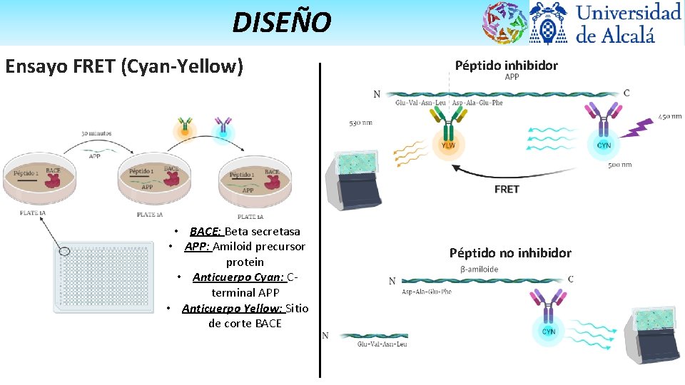 DISEÑO Ensayo FRET (Cyan-Yellow) • BACE: Beta secretasa • APP: Amiloid precursor protein •