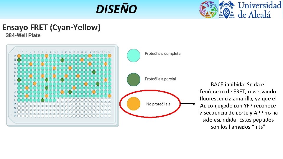 DISEÑO Ensayo FRET (Cyan-Yellow) BACE inhibida. Se da el fenómeno de FRET, observando fluorescencia