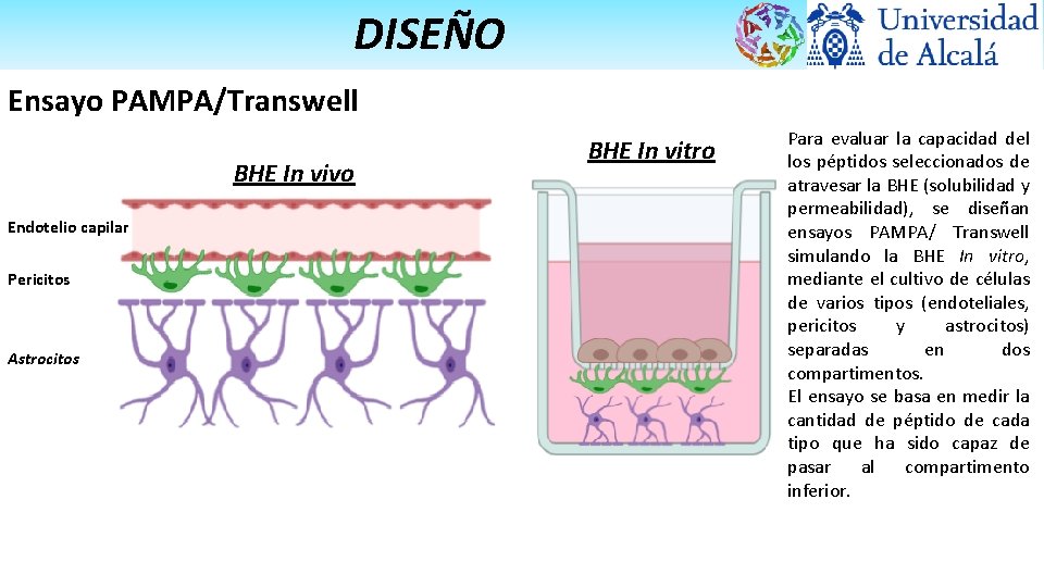 DISEÑO Ensayo PAMPA/Transwell BHE In vivo Endotelio capilar Pericitos Astrocitos BHE In vitro Para