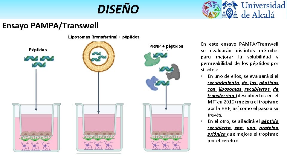 DISEÑO Ensayo PAMPA/Transwell transferrina Liposomas (transferrina) + péptidos PRNP + péptidos En este ensayo