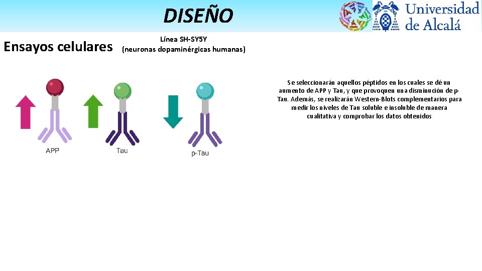 DISEÑO Ensayos celulares Línea SH-SY 5 Y (neuronas dopaminérgicas humanas) Se seleccionarán aquellos péptidos