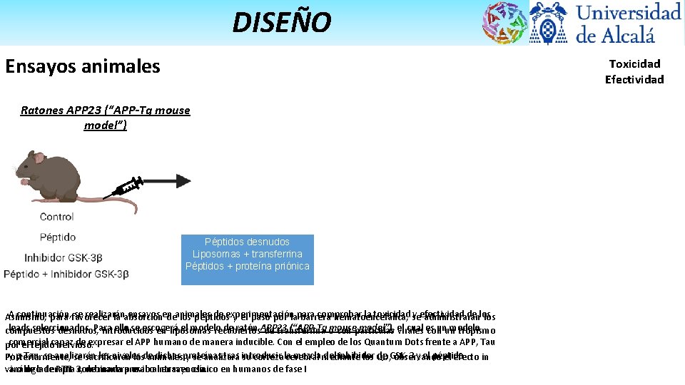 DISEÑO Ensayos animales Toxicidad Efectividad Ratones APP 23 (“APP-Tg mouse model”) Quantum Dots Péptidos