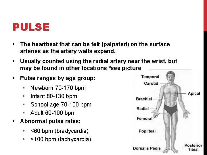 PULSE • The heartbeat that can be felt (palpated) on the surface arteries as