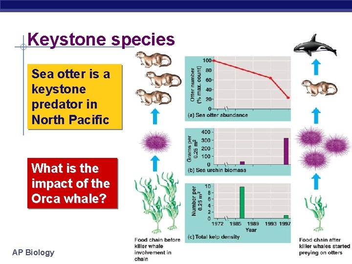 Keystone species Sea otter is a keystone predator in North Pacific What is the