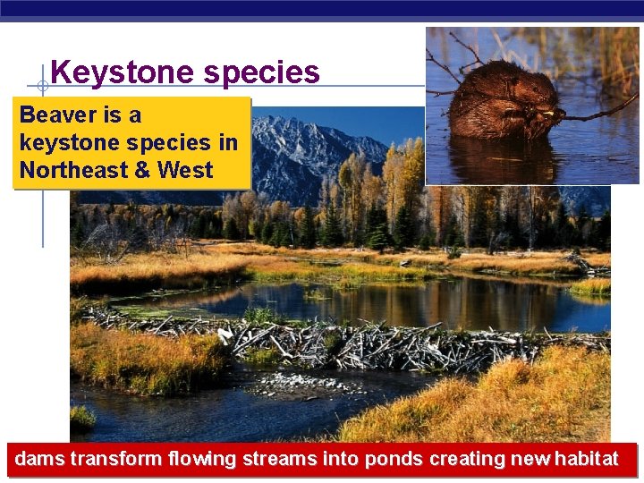 Keystone species Beaver is a keystone species in Northeast & West dams transform flowing
