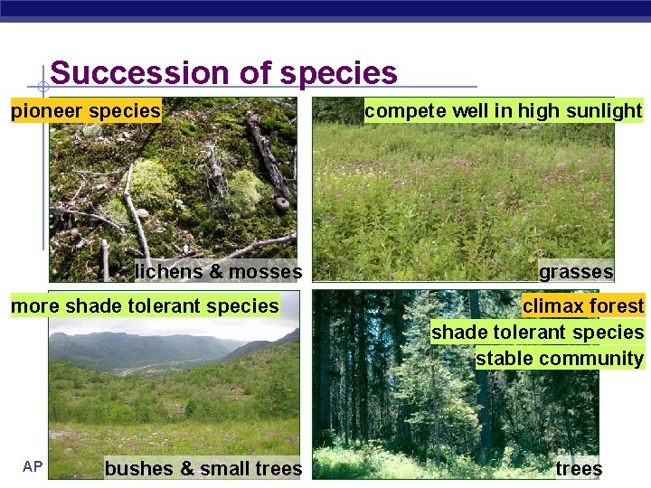 Succession of species pioneer species lichens & mosses more shade tolerant species AP Biology