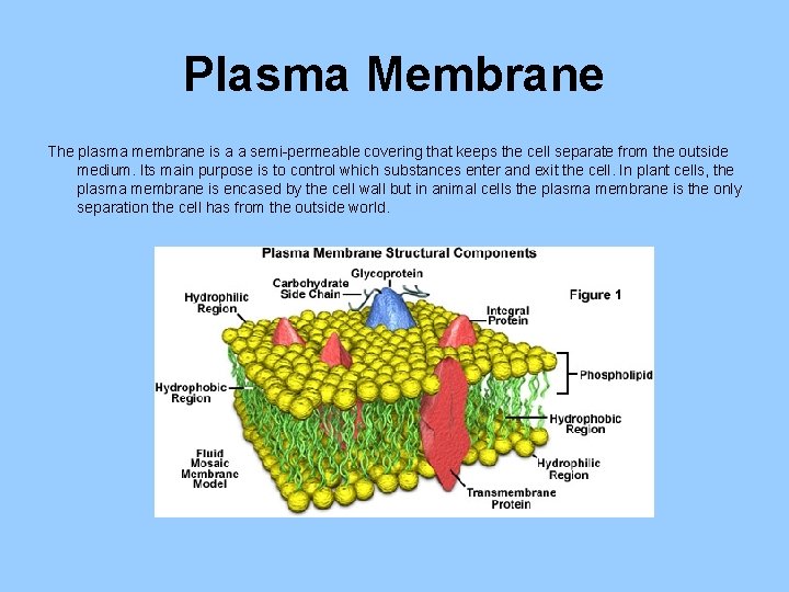 Plasma Membrane The plasma membrane is a a semi-permeable covering that keeps the cell