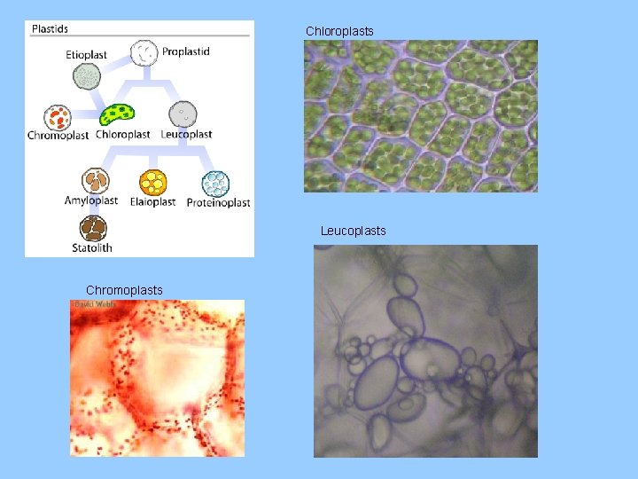 Chloroplasts Leucoplasts Chromoplasts 