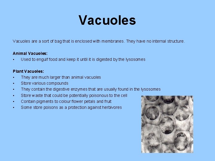 Vacuoles are a sort of bag that is enclosed with membranes. They have no
