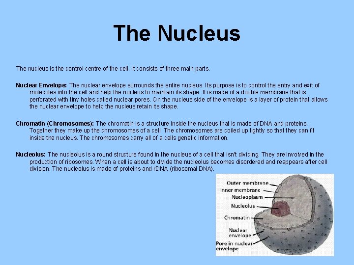 The Nucleus The nucleus is the control centre of the cell. It consists of