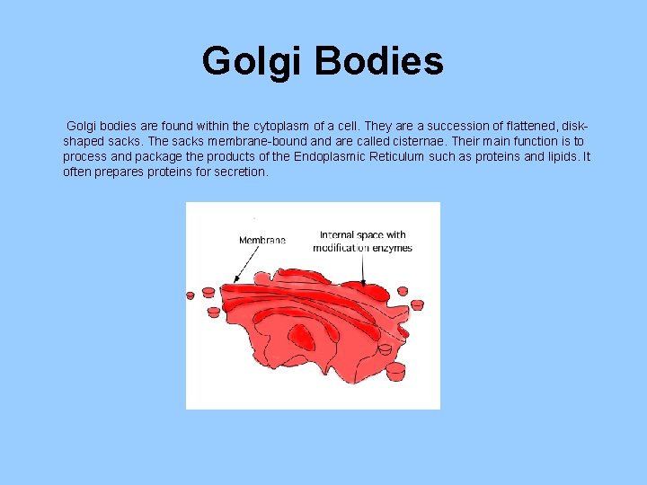 Golgi Bodies Golgi bodies are found within the cytoplasm of a cell. They are