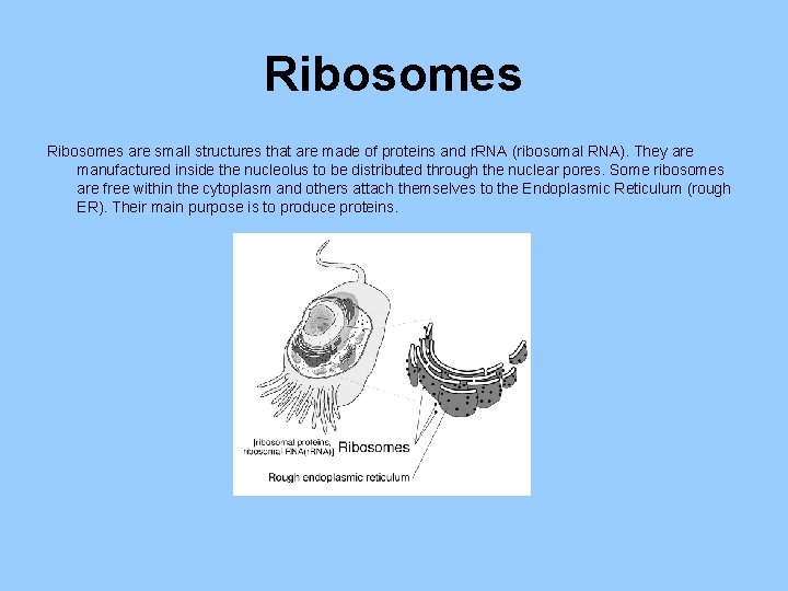 Ribosomes are small structures that are made of proteins and r. RNA (ribosomal RNA).
