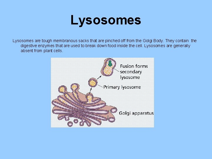 Lysosomes are tough membranous sacks that are pinched off from the Golgi Body. They