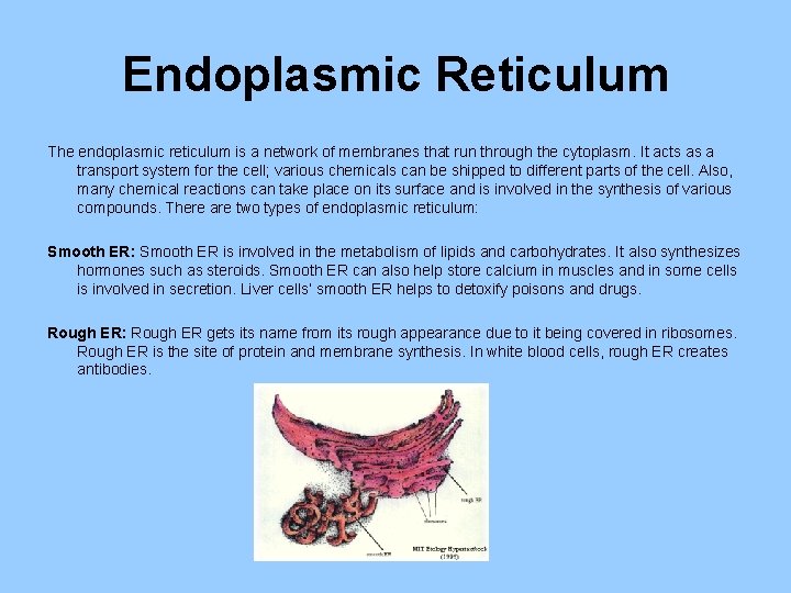 Endoplasmic Reticulum The endoplasmic reticulum is a network of membranes that run through the