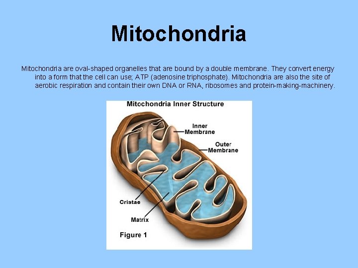 Mitochondria are oval-shaped organelles that are bound by a double membrane. They convert energy