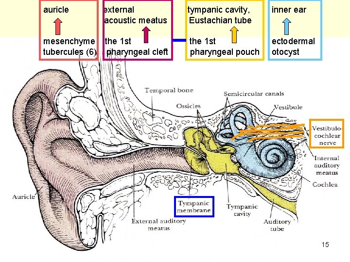 auricle external acoustic meatus mesenchyme the 1 st tubercules (6) pharyngeal cleft tympanic cavity,