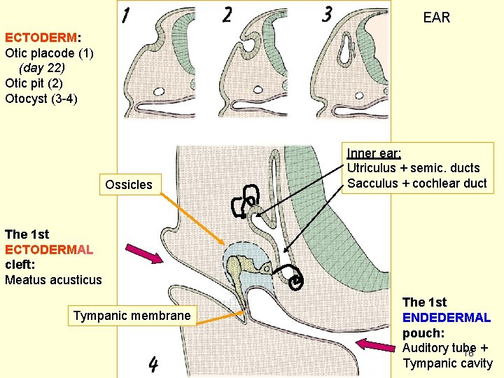 EAR ECTODERM: Otic placode (1) (day 22) Otic pit (2) Otocyst (3 -4) Ossicles