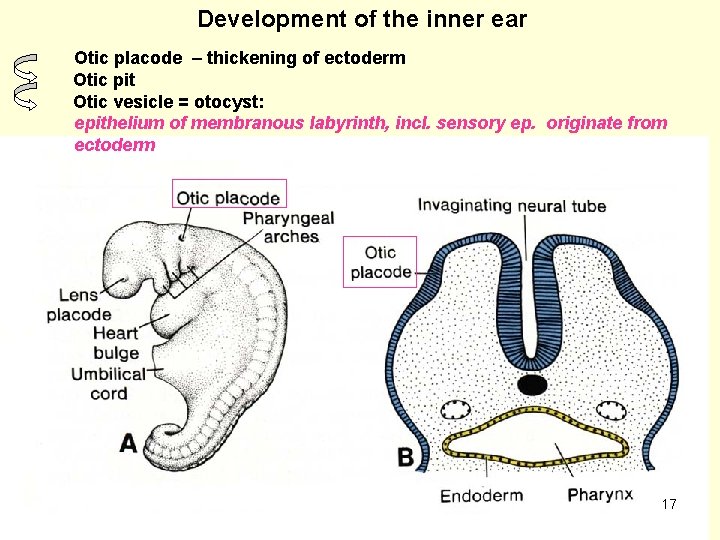 Development of the inner ear Otic placode – thickening of ectoderm Otic pit Otic