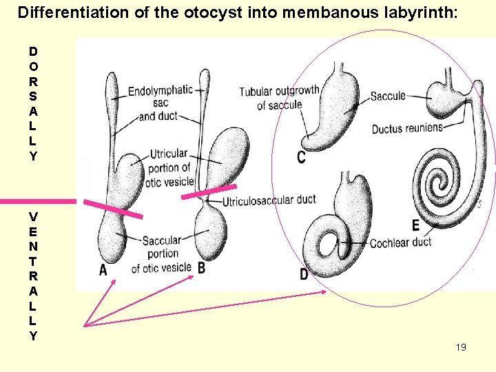 Differentiation of the otocyst into membanous labyrinth: D O R S A L L